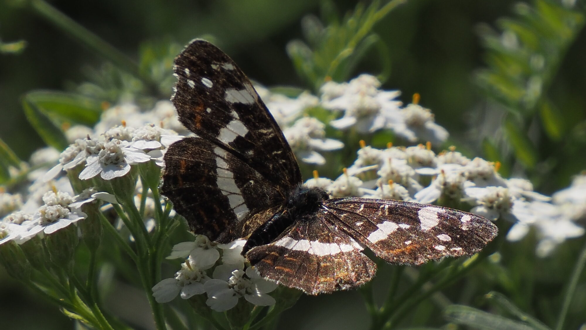 Valokuvaaja: Arja Valtonen Valokuvaaja: Arja Valtonen