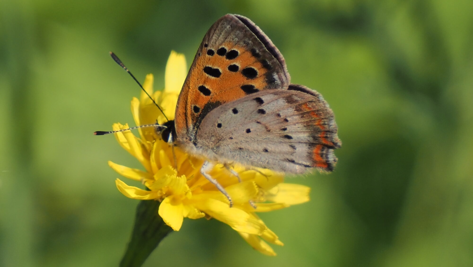 Valokuvaaja: Arja Valtonen