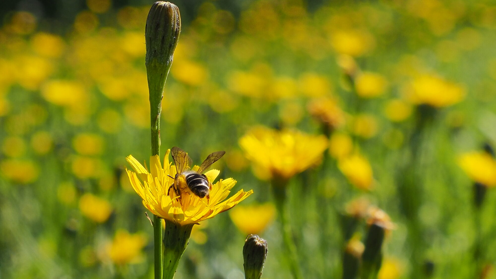 Valokuvaaja: Martti Valtonen