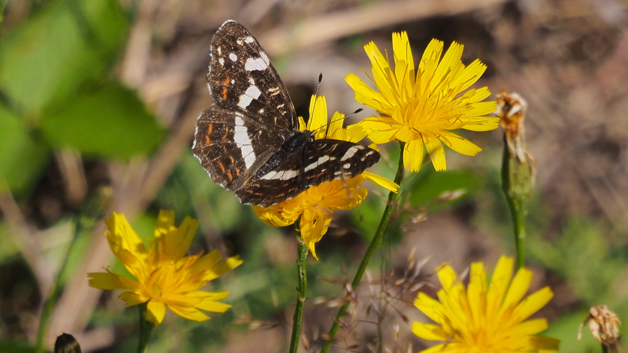 Valokuvaaja: Martti Valtonen