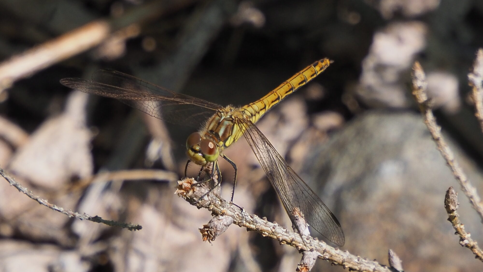 Valokuvaaja: Martti Valtonen
