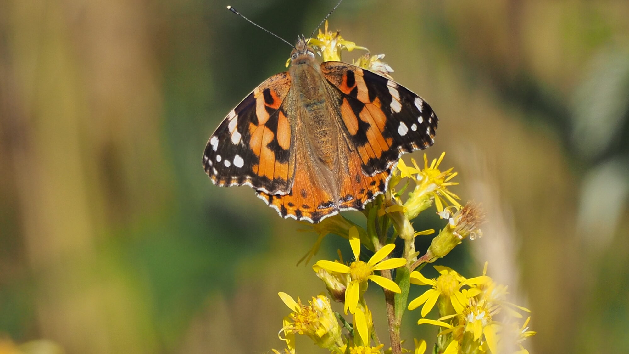 Valokuvaaja: Martti Valtonen