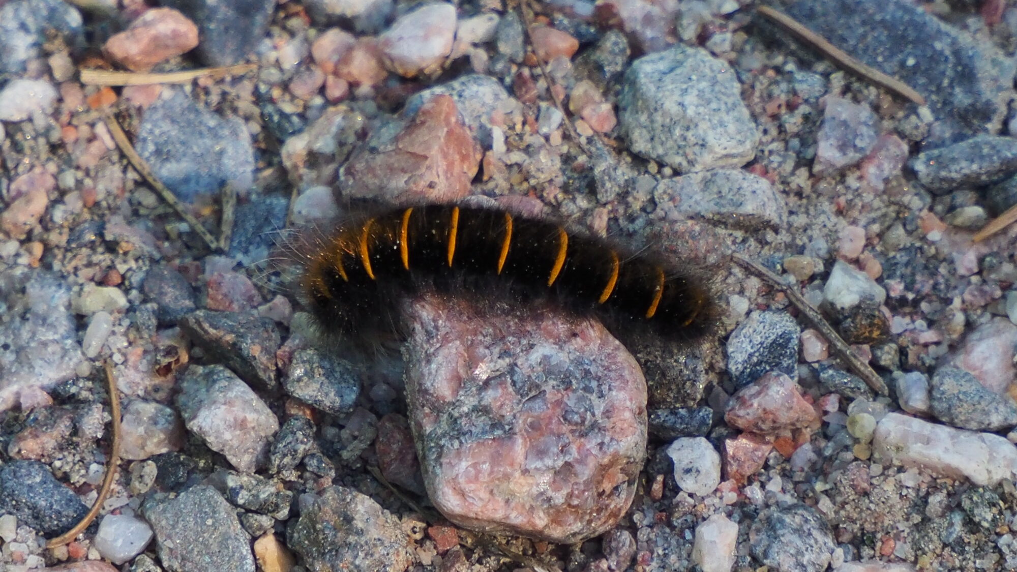 Valokuvaaja: Martti Valtonen