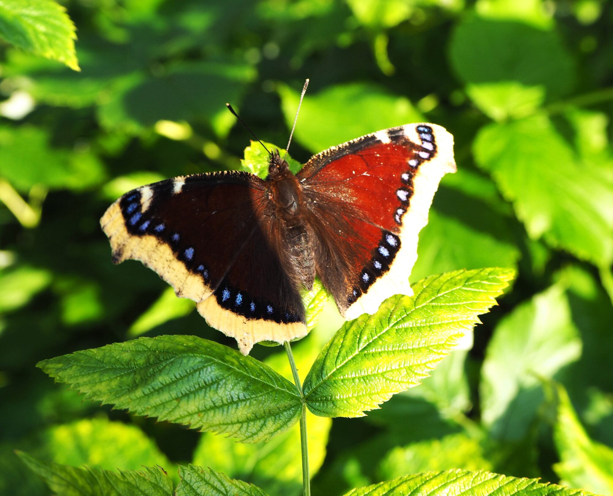 Valokuvaaja: Anneli Hiltunen-Haavikko