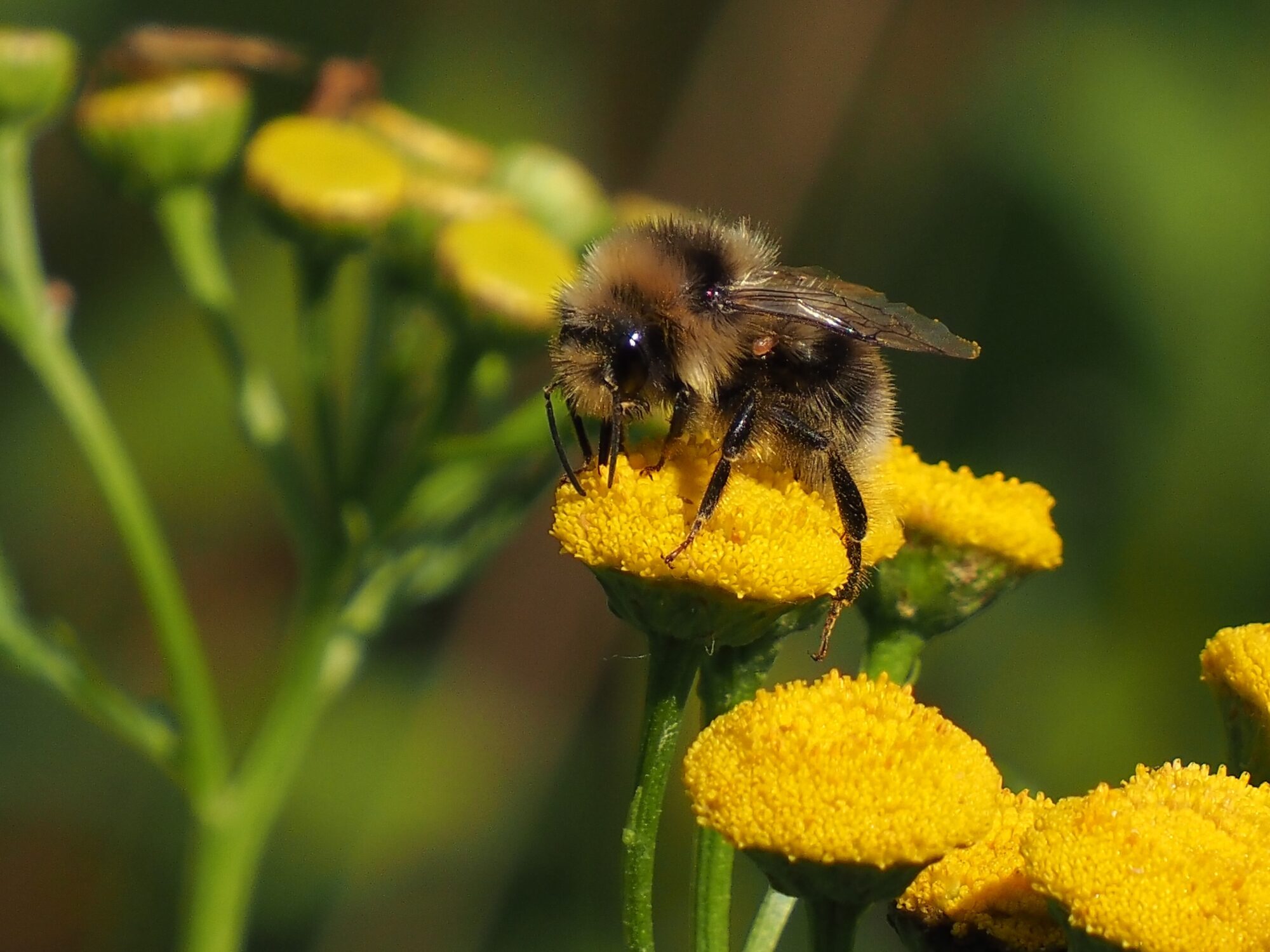 Valokuvaaja: Arja Valtonen