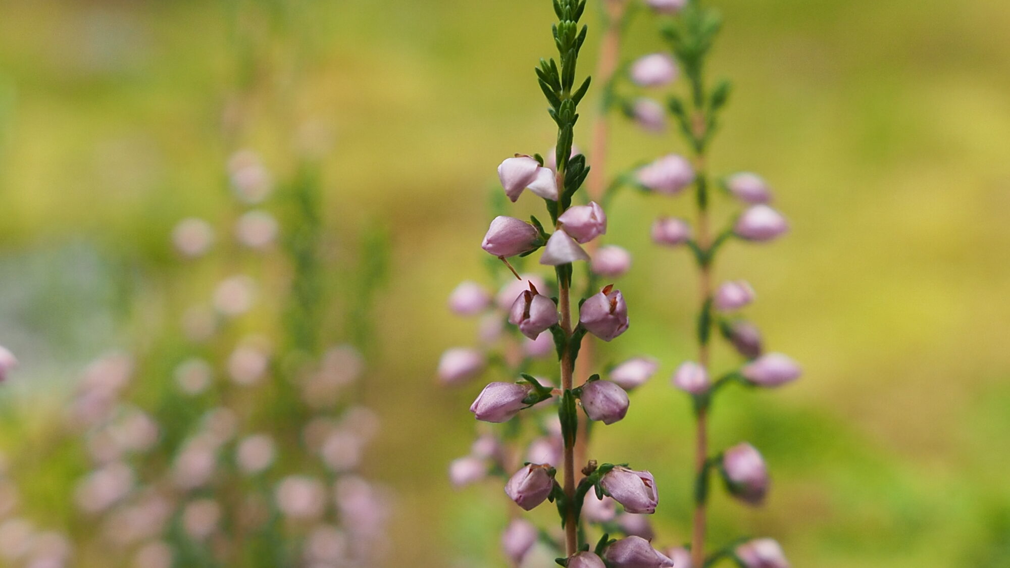 Valokuvaaja: Martti Valtonen