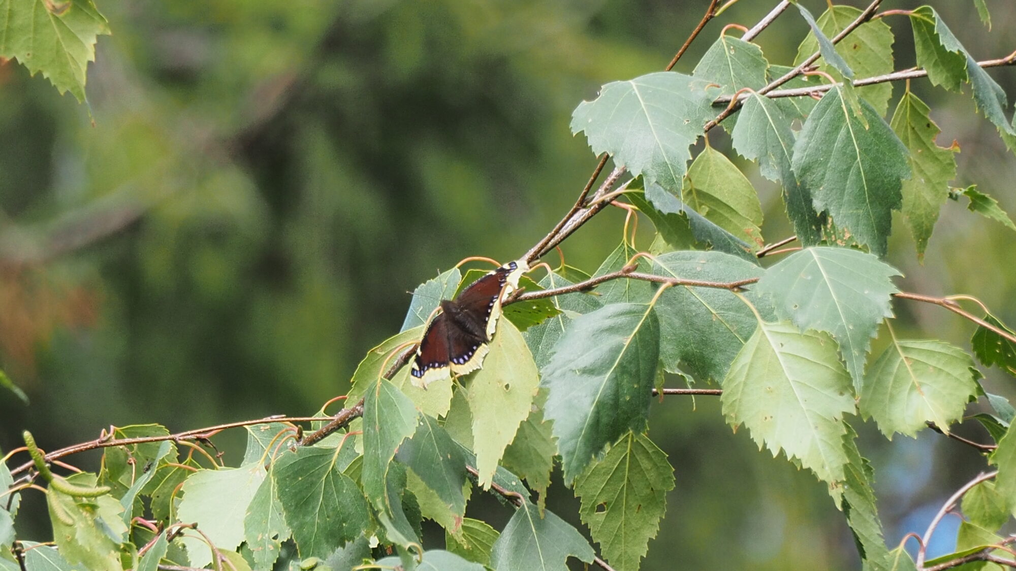 Valokuvaaja: Martti Valtonen