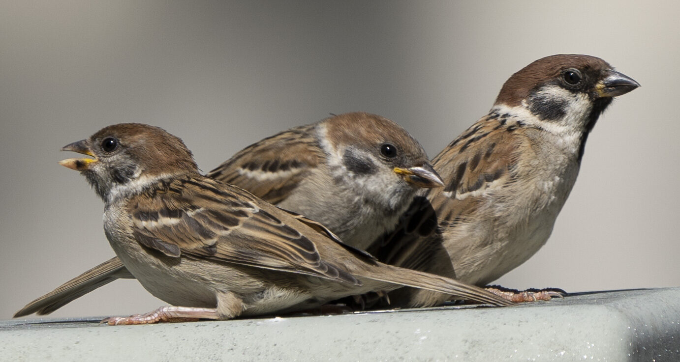 Valokuvaaja: Eero Peltonen