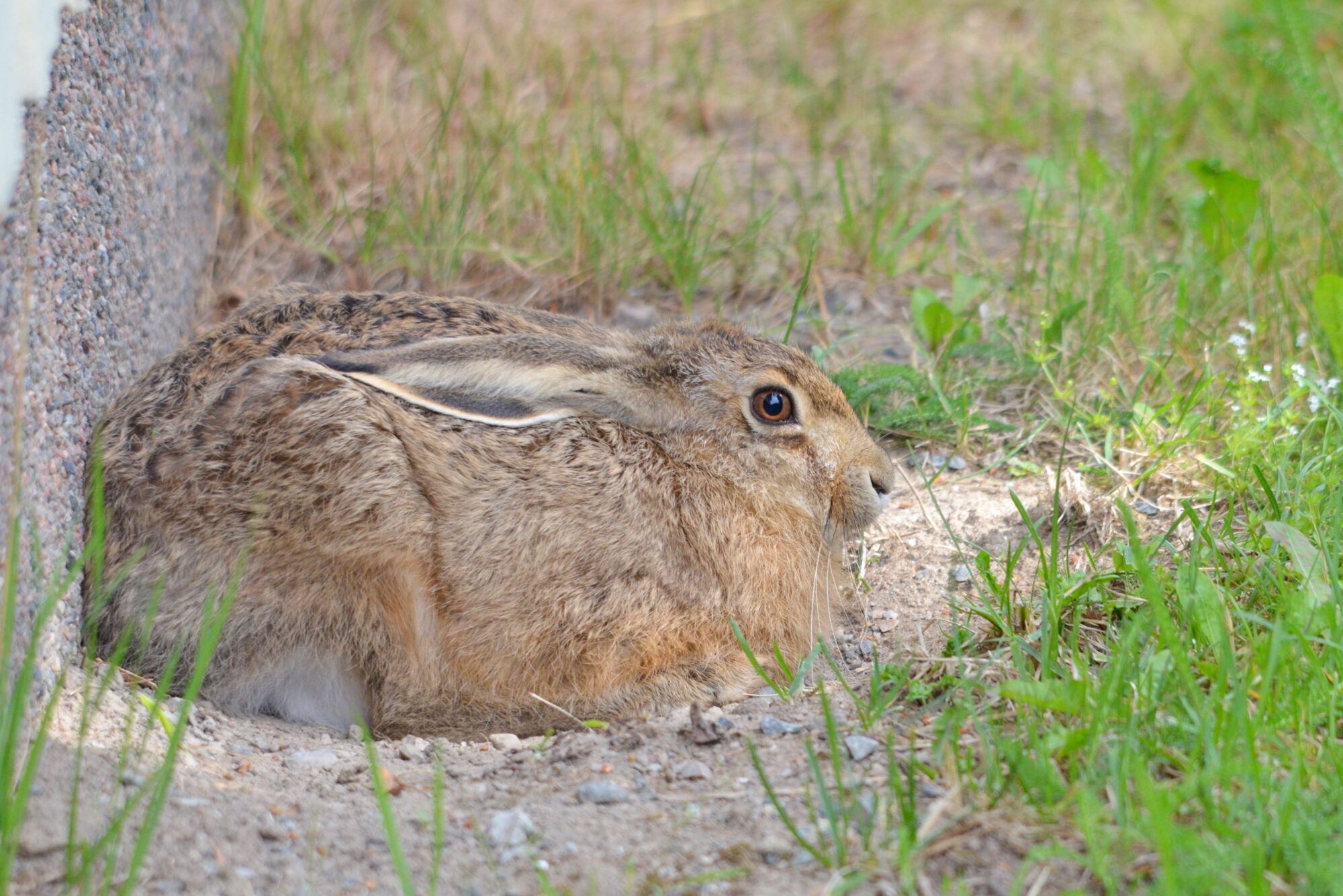 Valokuvaaja: Kaarlo Asikainen Valokuvaaja: Kaarlo Asikainen