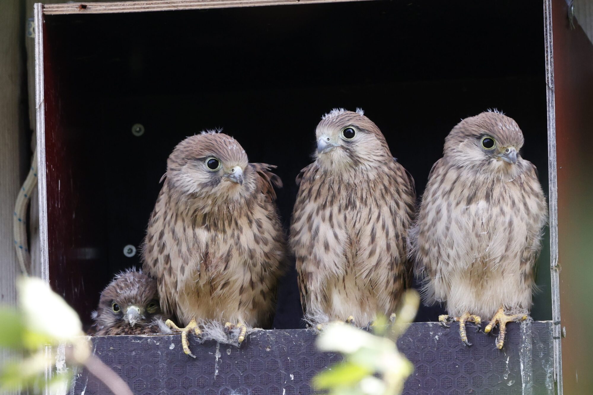 Valokuvaaja: Tommi Kujala