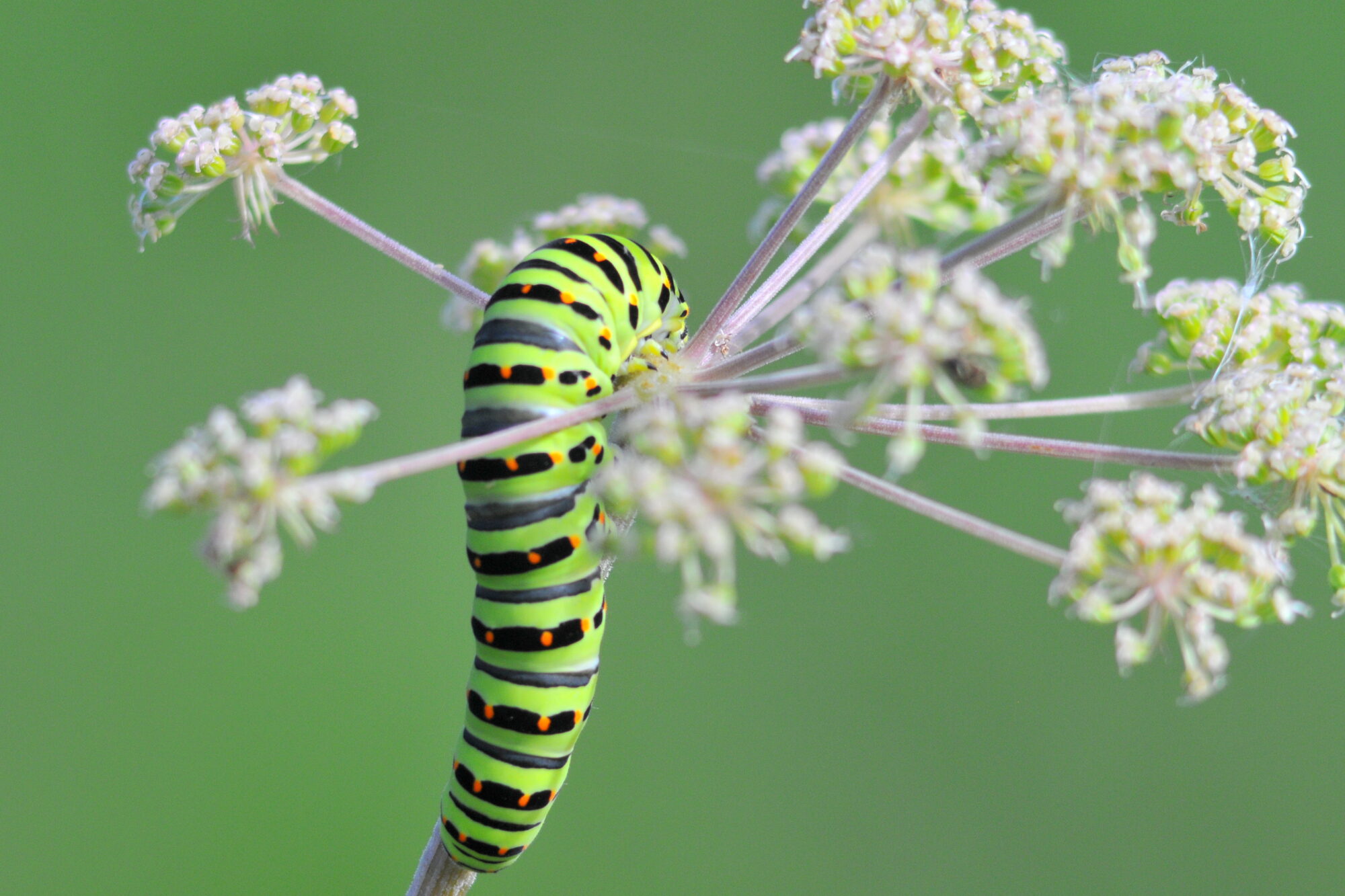 Valokuvaaja: Kaarlo Asikainen