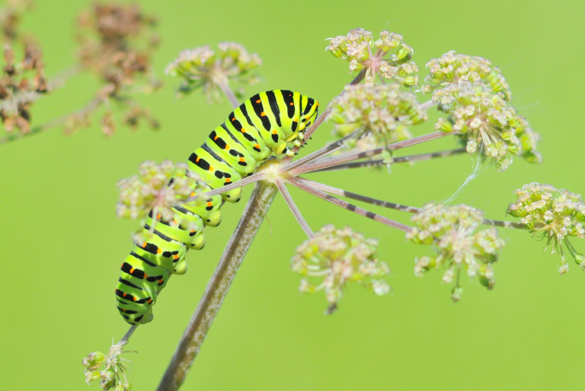 Valokuvaaja: Kaarlo Asikainen