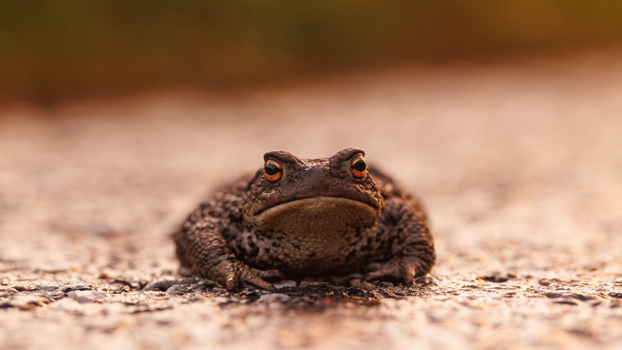 Valokuvaaja: Tommi Kujala