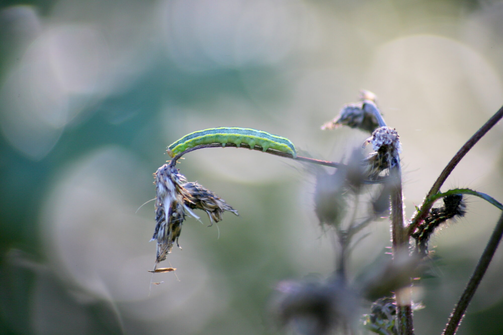 Valokuvaaja: Kaarlo Asikainen