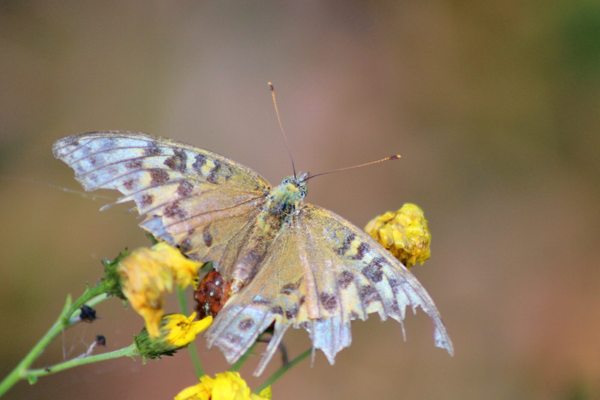 Valokuvaaja: Kaarlo Asikainen