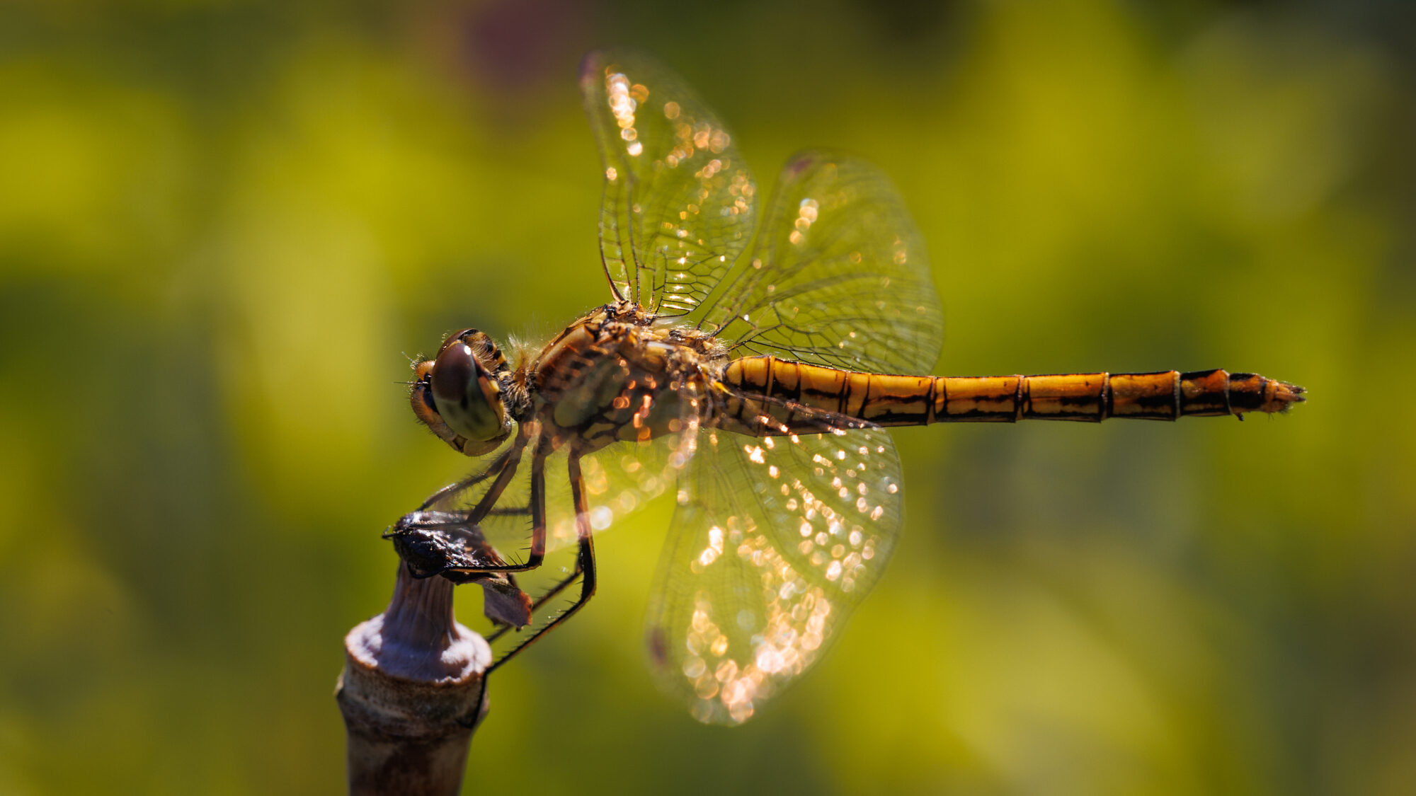 Valokuvaaja: Tommi Kujala