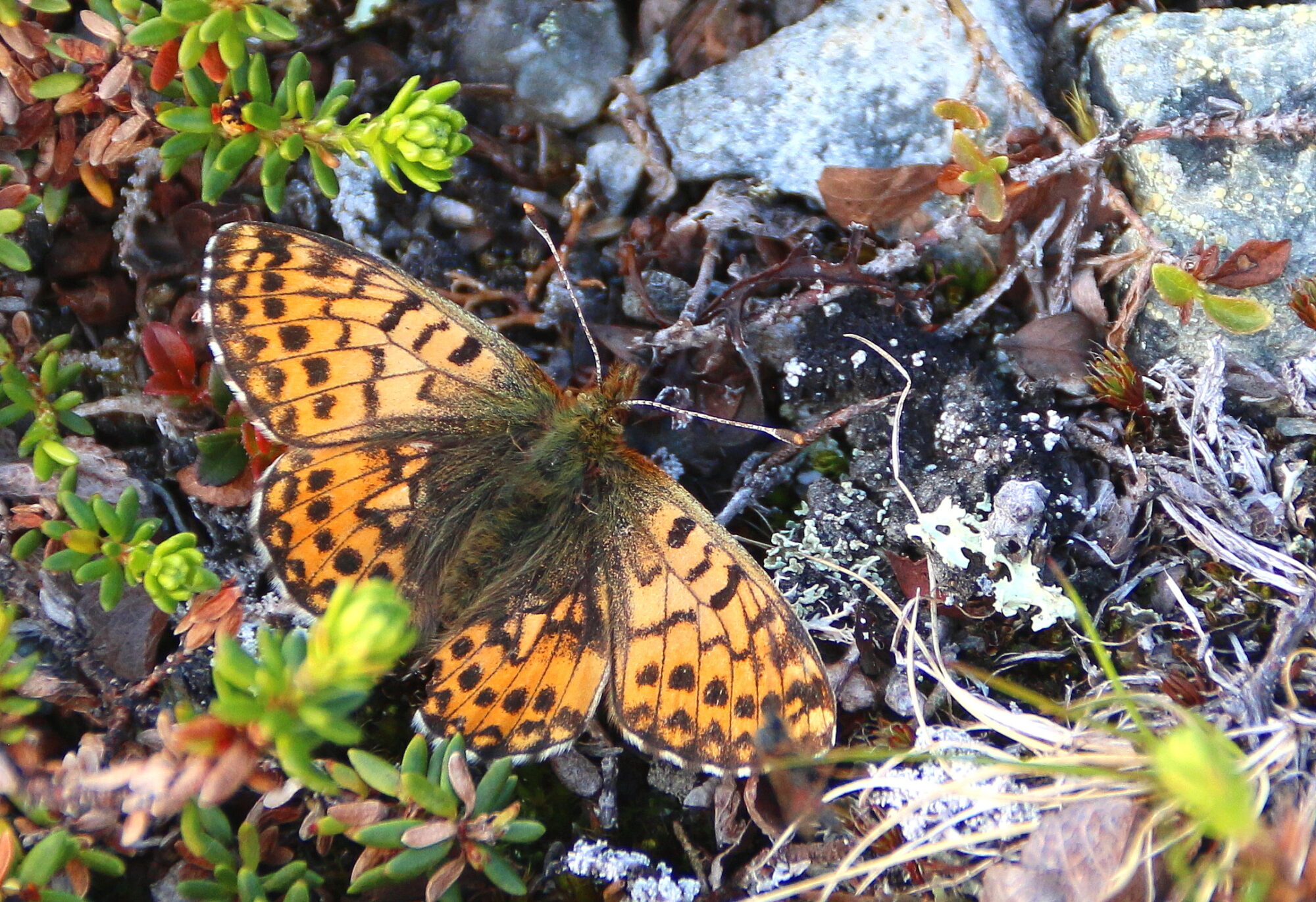 Valokuvaaja: Tuukka Pahtamaa