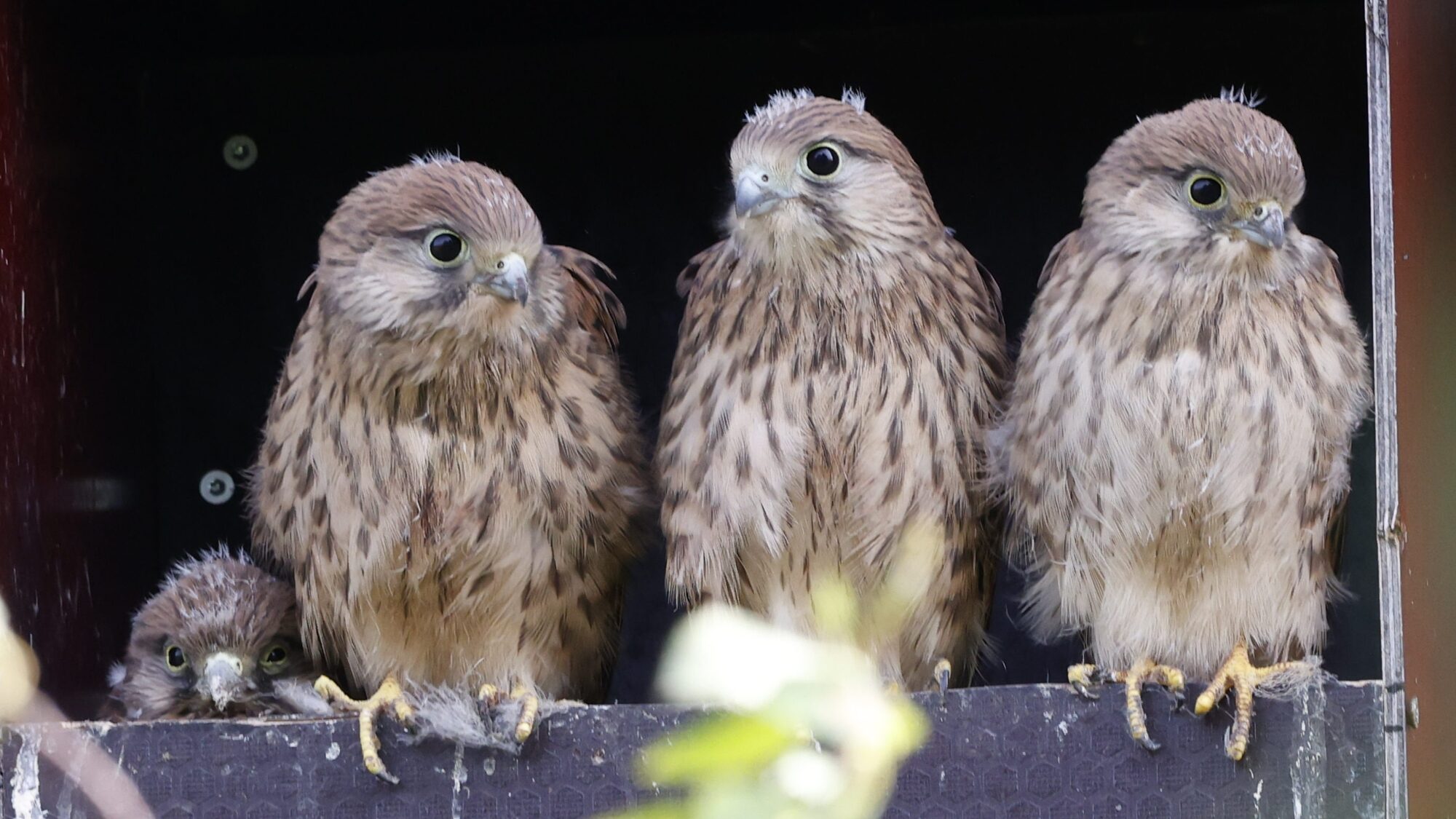 Valokuvaaja: Tommi Kujala
