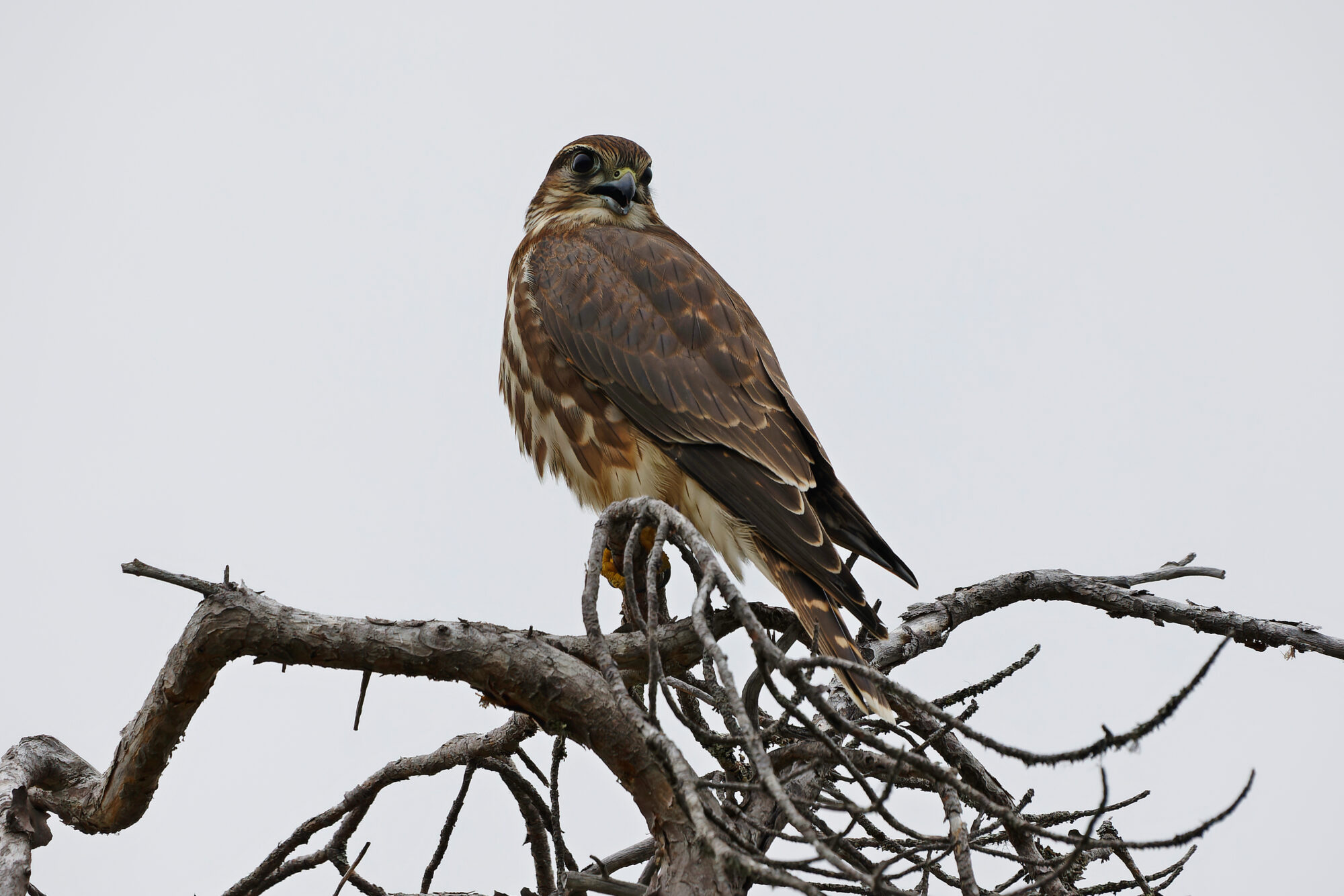 Valokuvaaja: Tommi Kujala