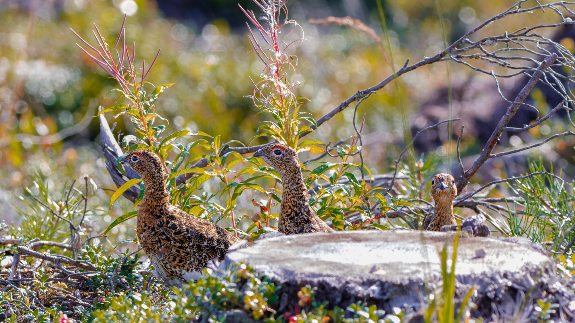 Valokuvaaja: Tommi Kujala