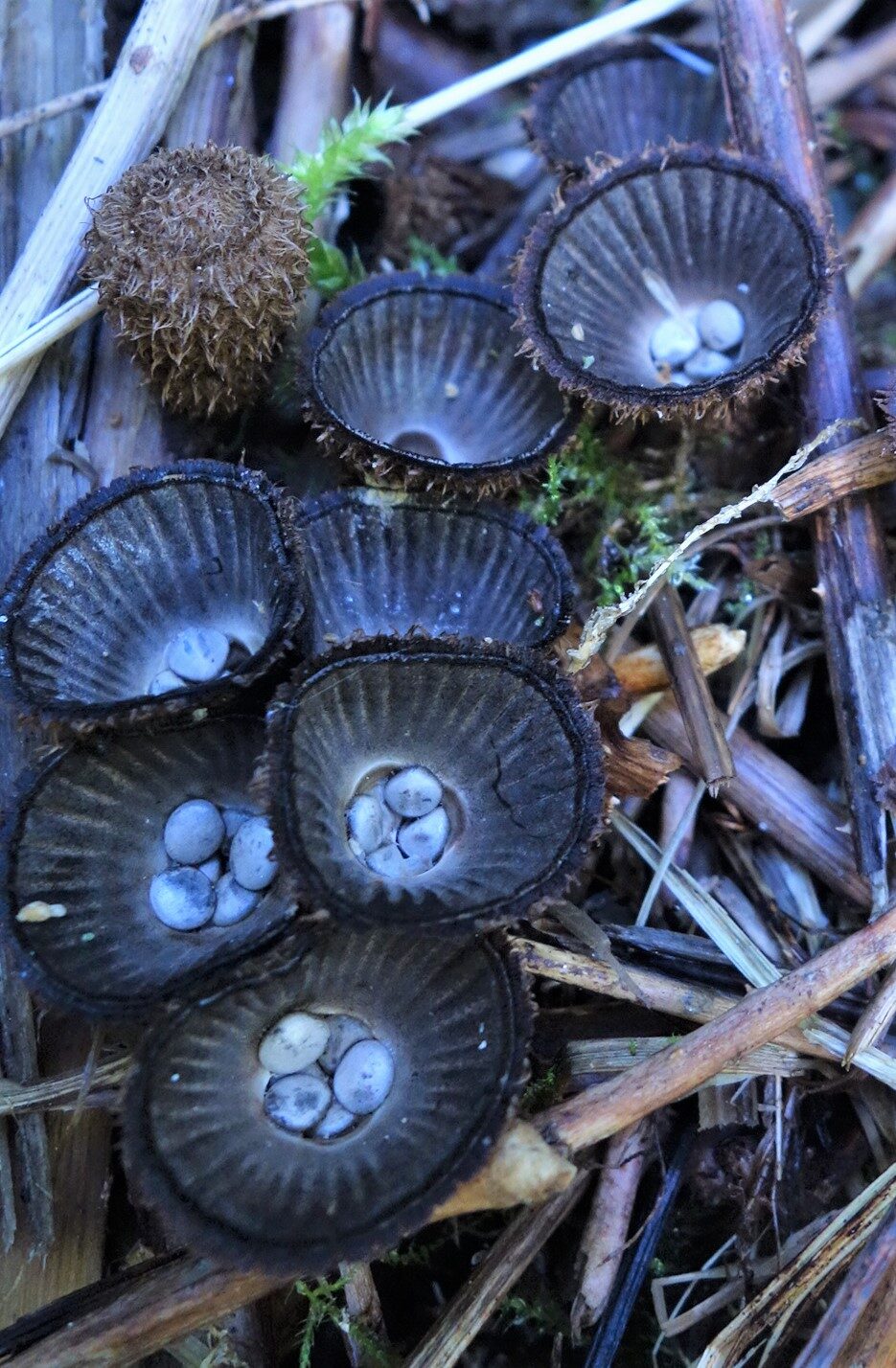 Valokuvaaja: Kaarina Heiskanen