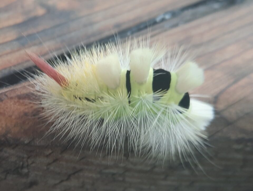 Valokuvaaja: Kimmo Koskinen