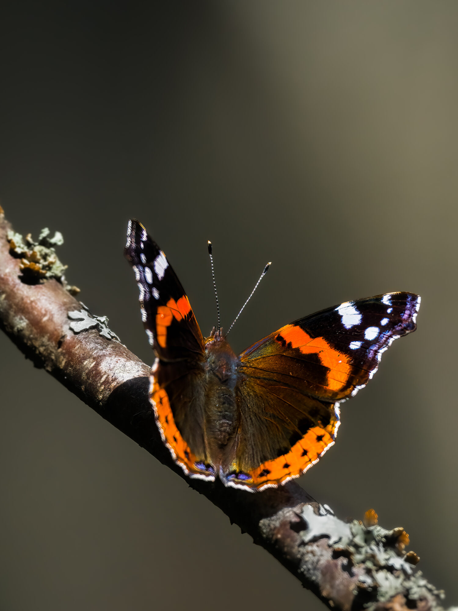 Valokuvaaja: Risto Lavi