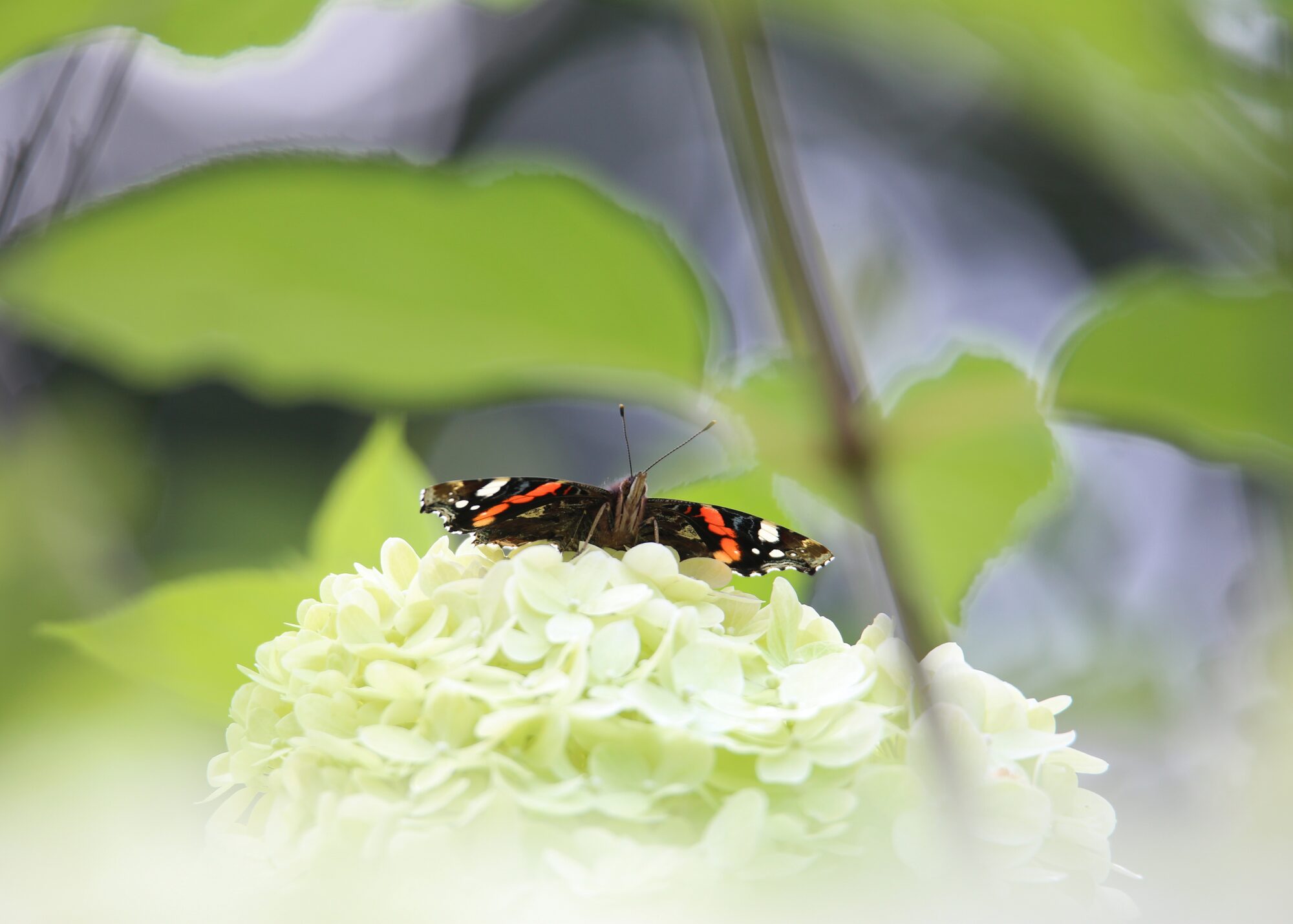 Valokuvaaja: Jaana Saarelainen
