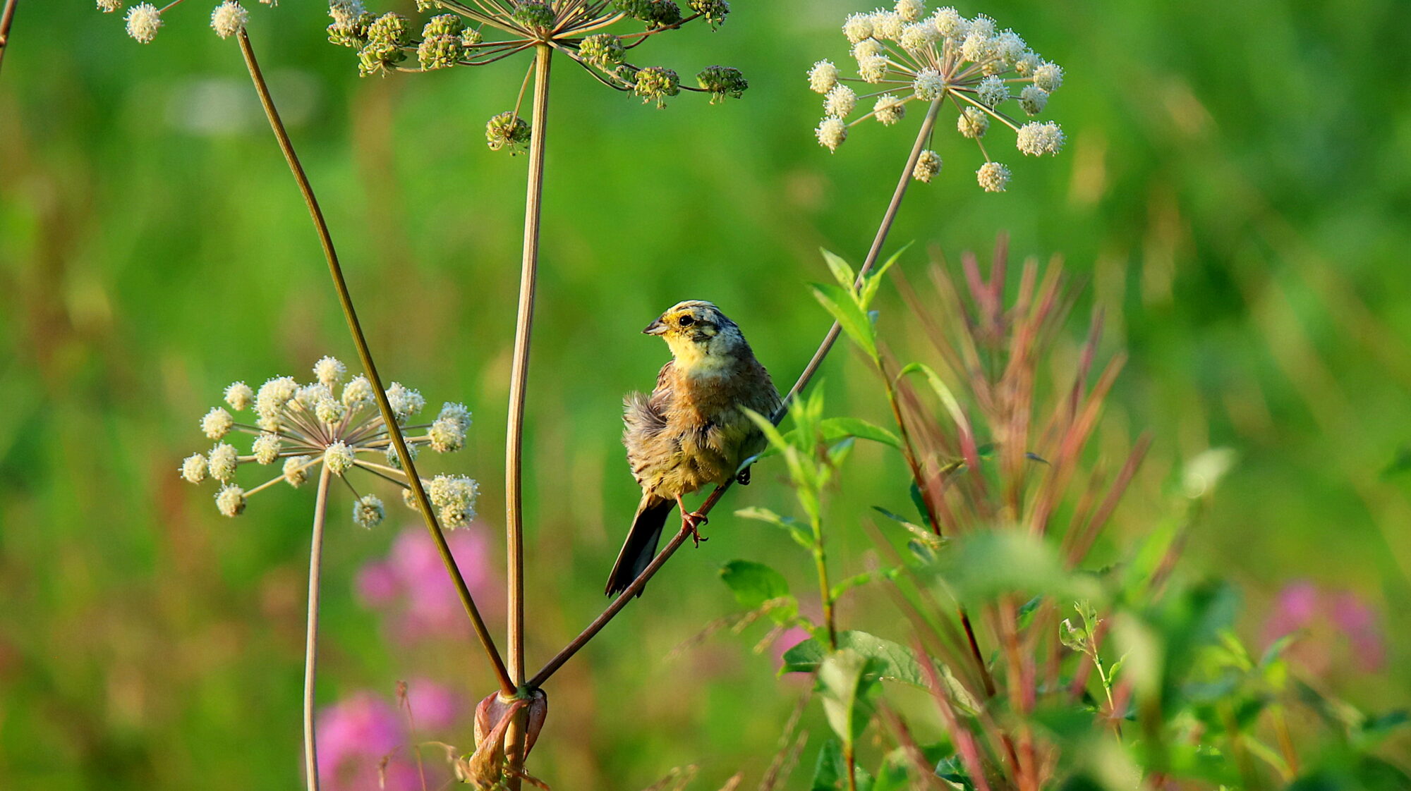 Valokuvaaja: Sirpa Jyske