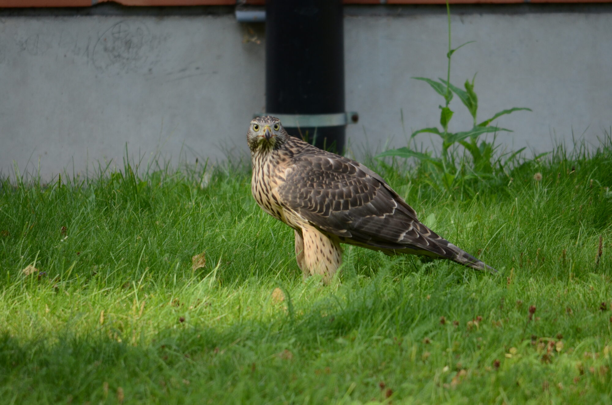 Valokuvaaja: Eija Imppu