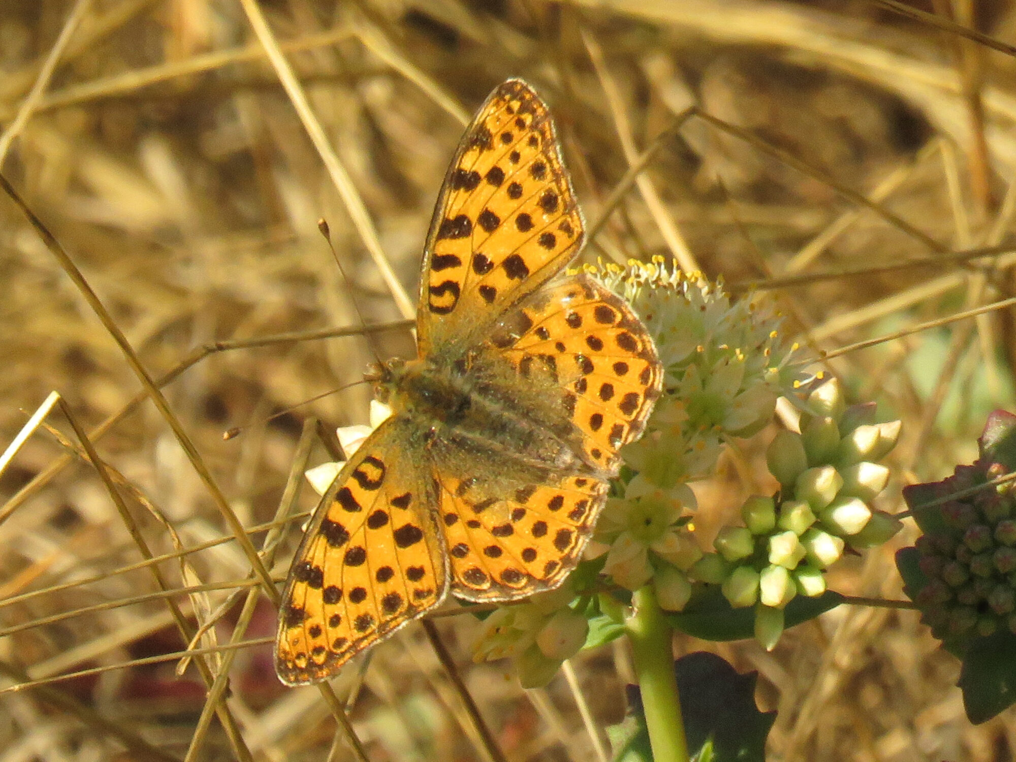 Valokuvaaja: Liisa Johansson