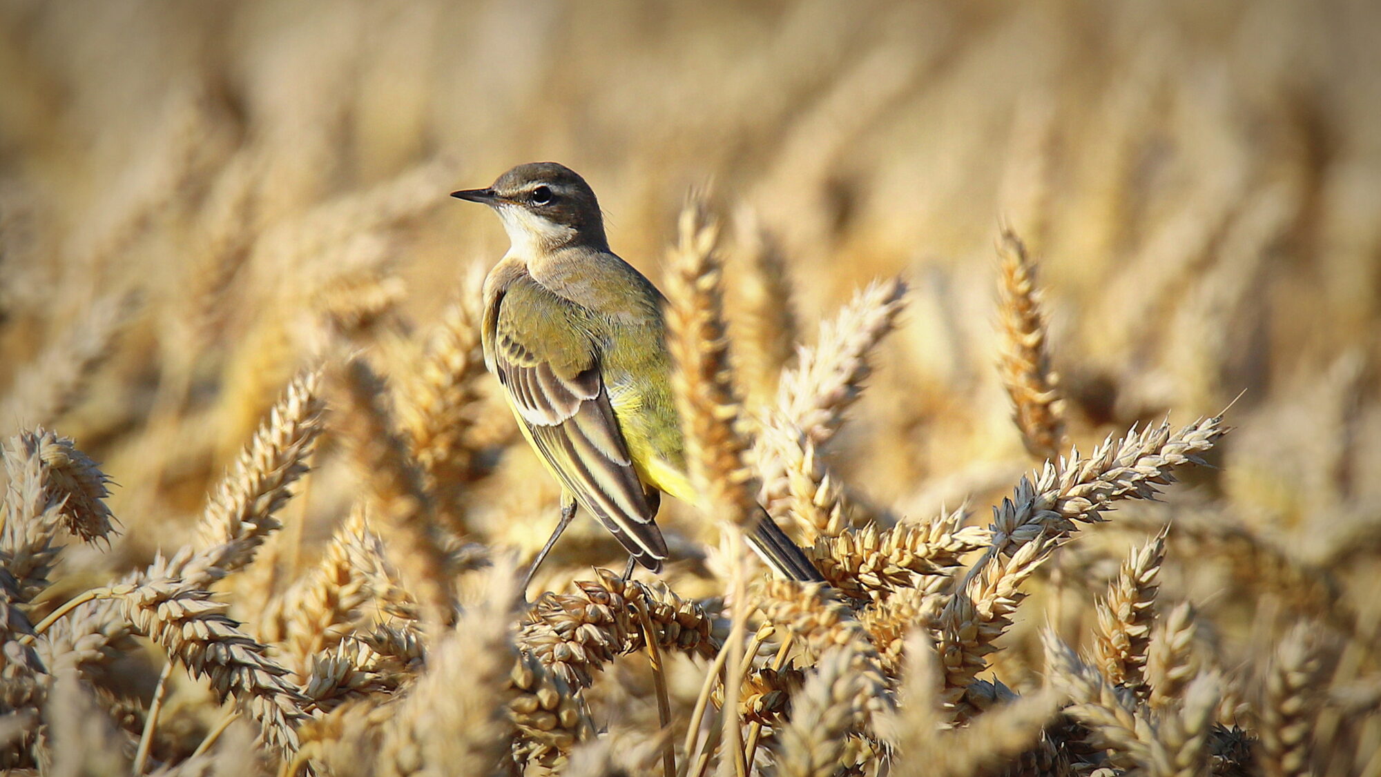 Valokuvaaja: SirpaJyske