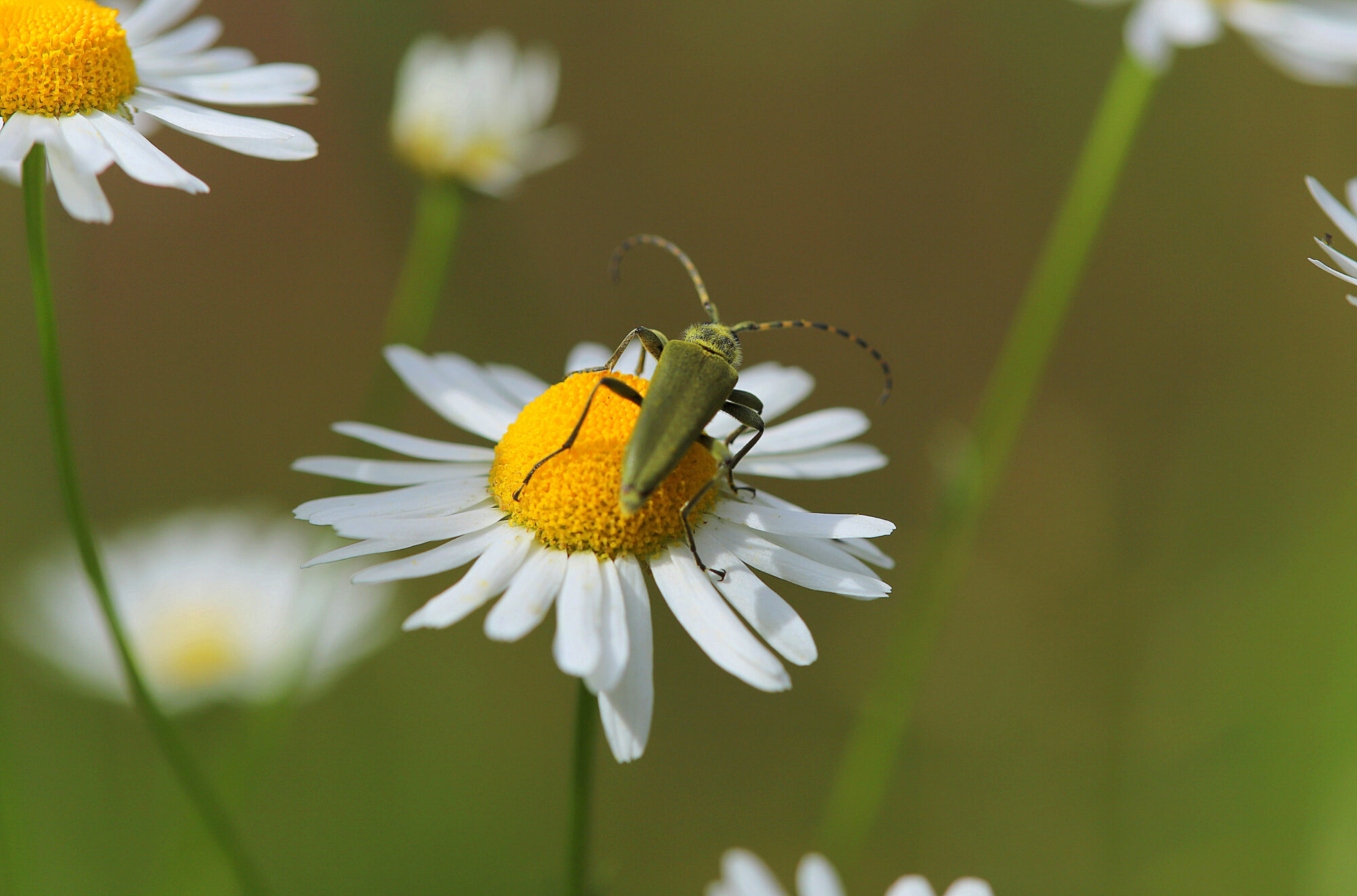 Valokuvaaja: Sirpa Jyske