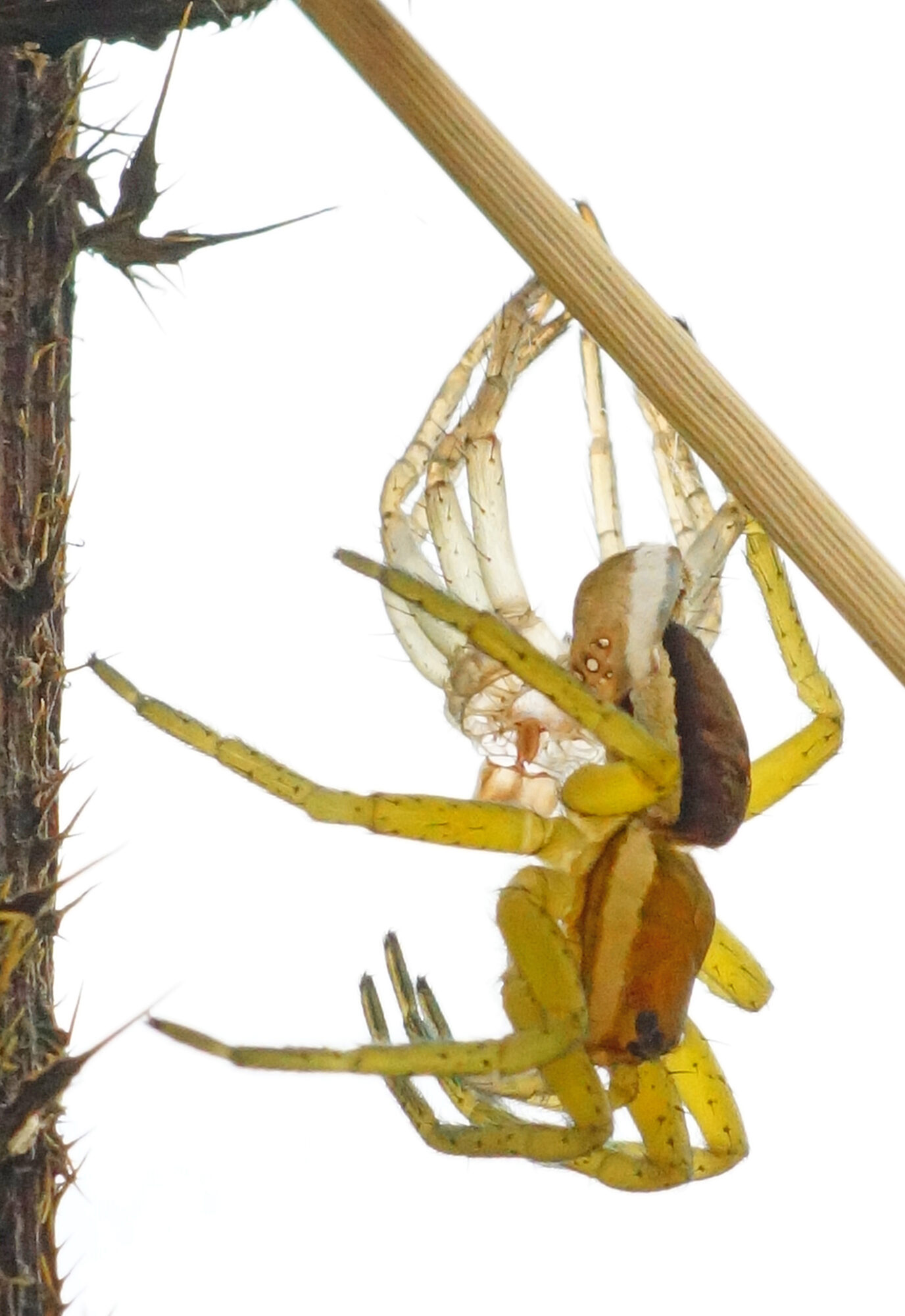 Valokuvaaja: Juhani Harkas