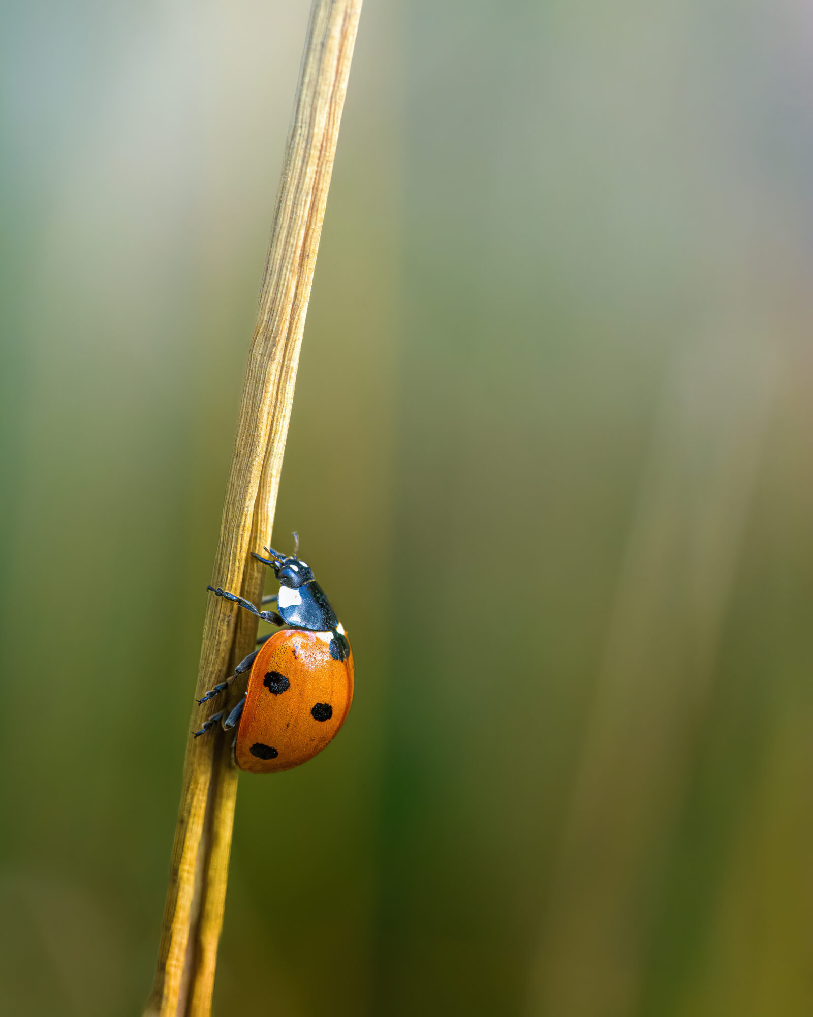 Valokuvaaja: Risto Lavi