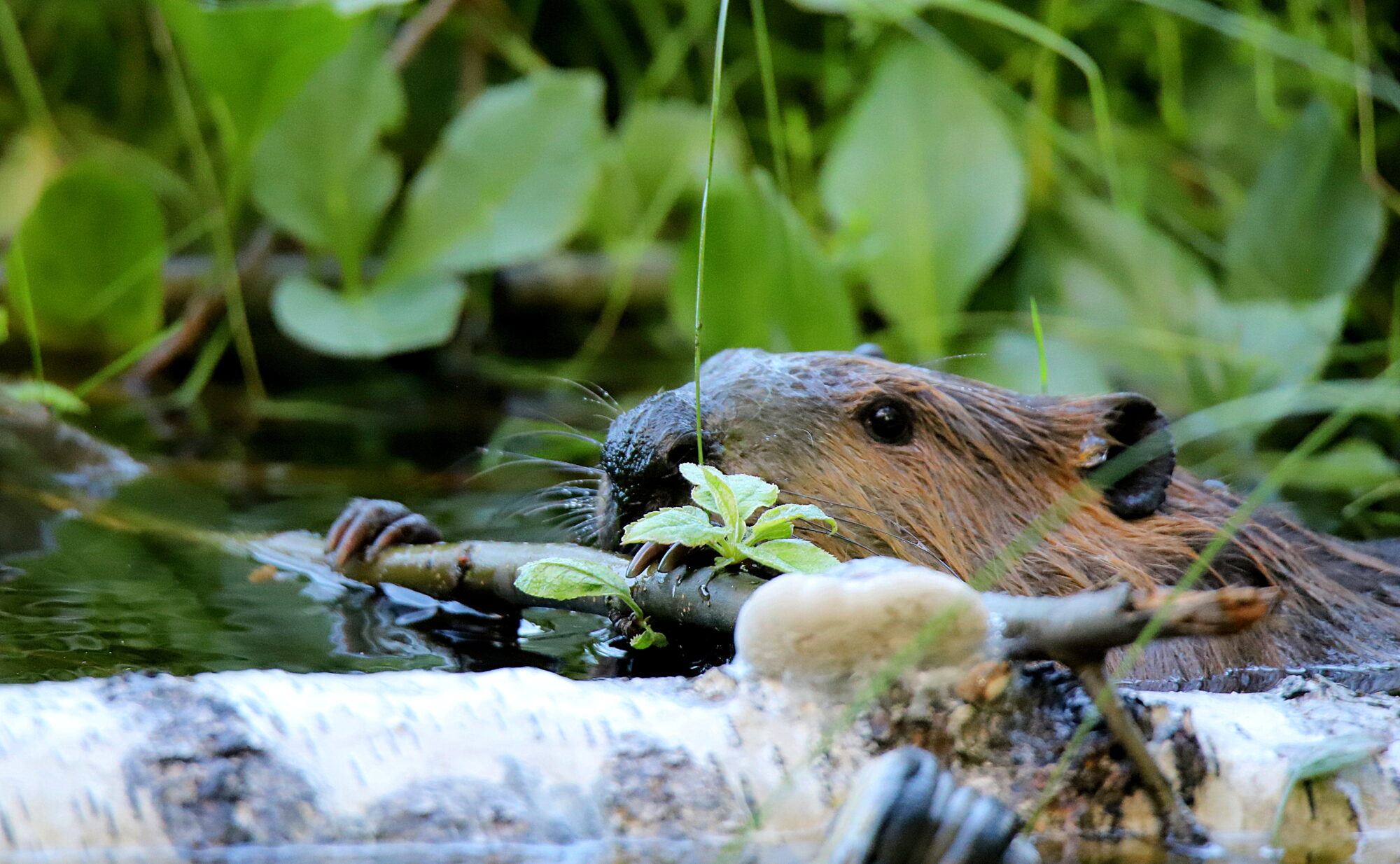 Valokuvaaja: sirpa jyske