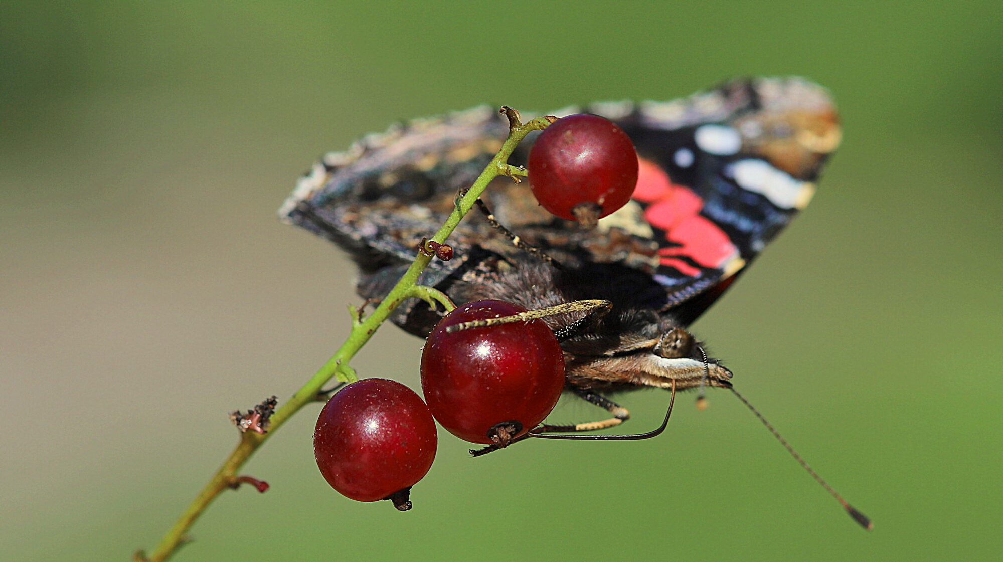 Valokuvaaja: sirpa Jyske