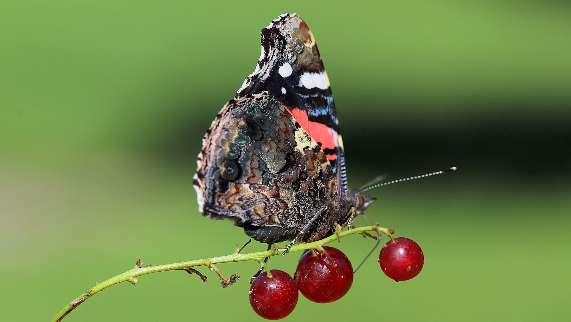 Valokuvaaja: sirpa Jyske