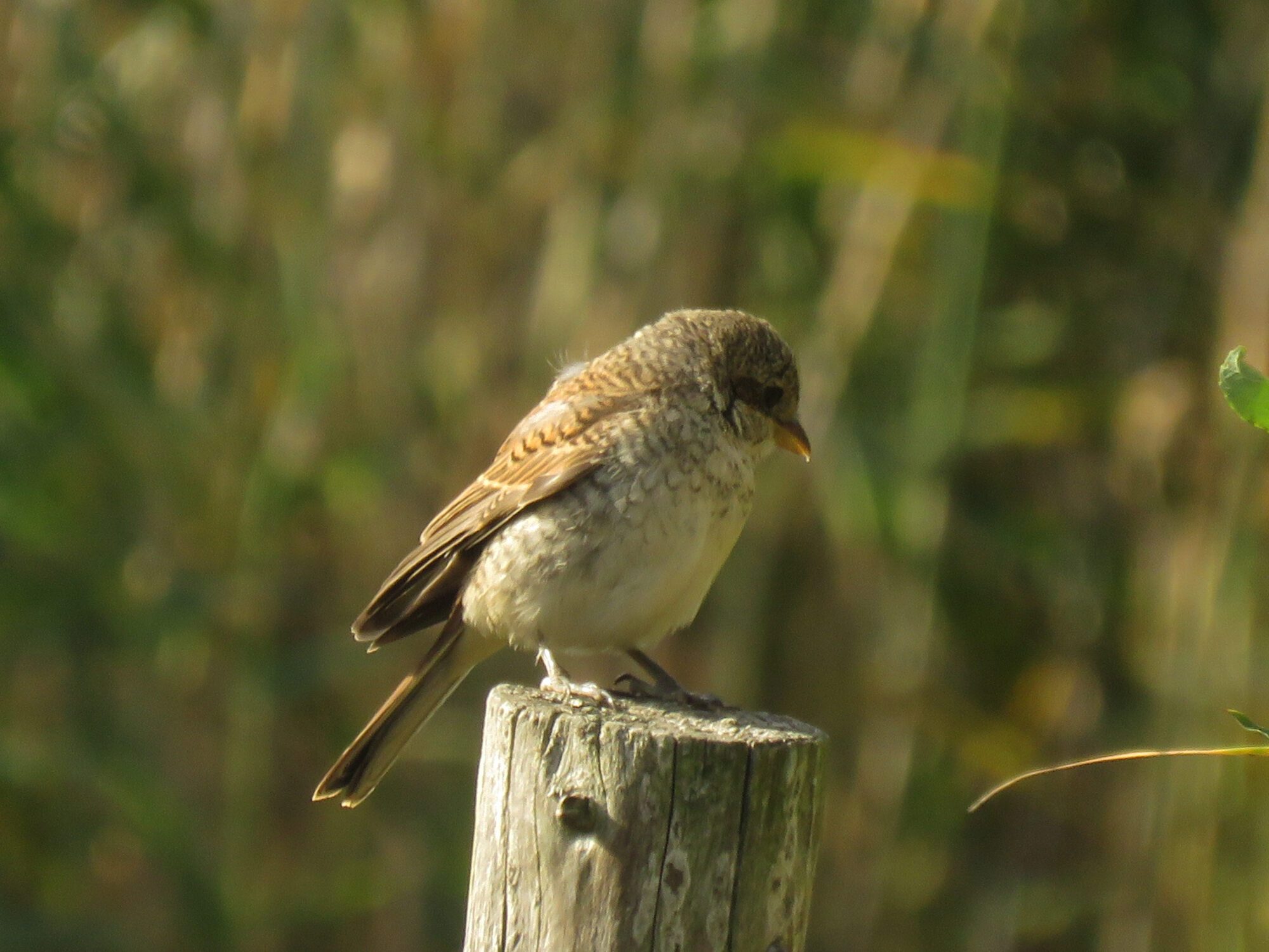 Valokuvaaja: Liisa Johansson
