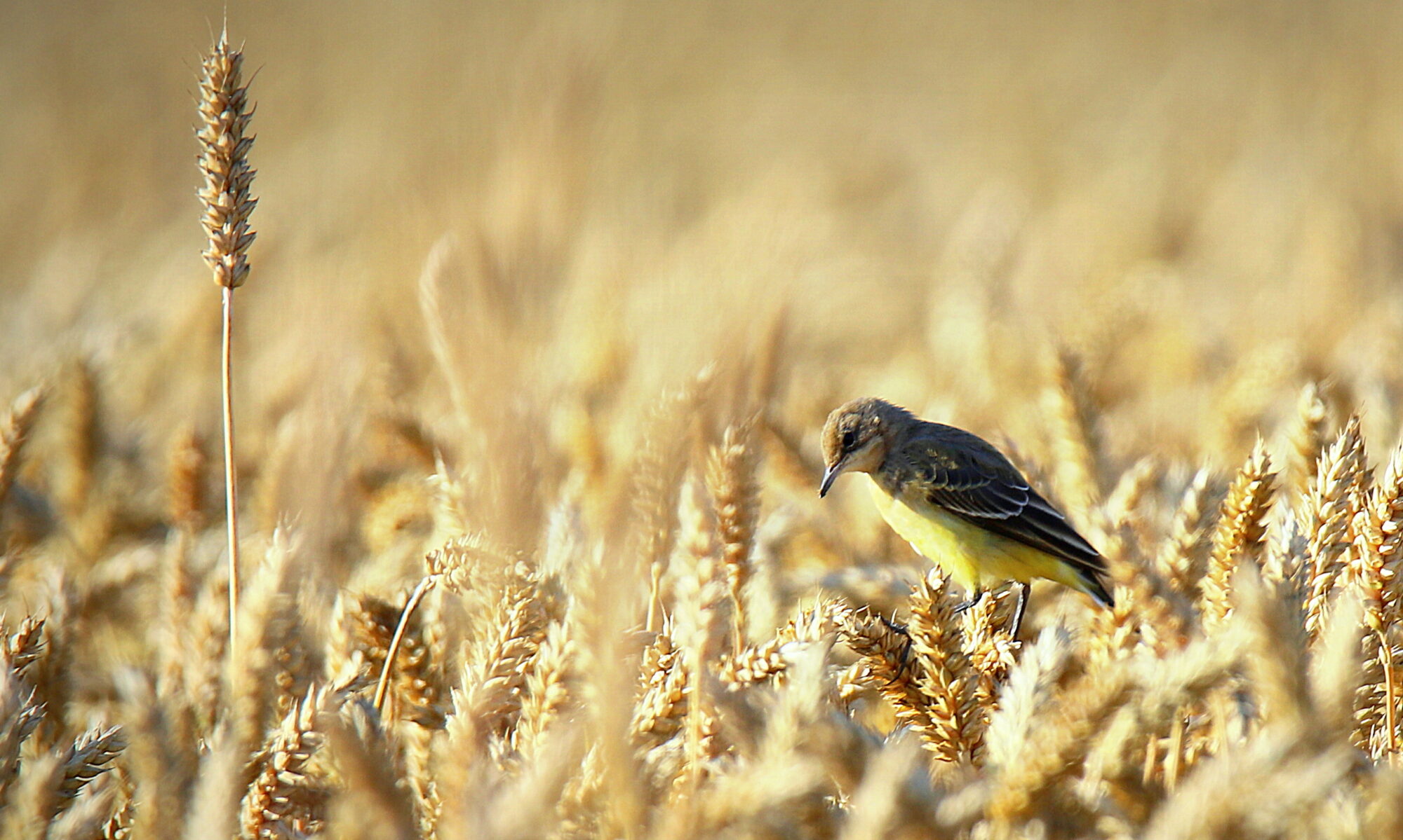 Valokuvaaja: Sirpa Jyske