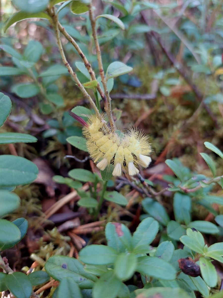 Valokuvaaja: Juuso Sainio
