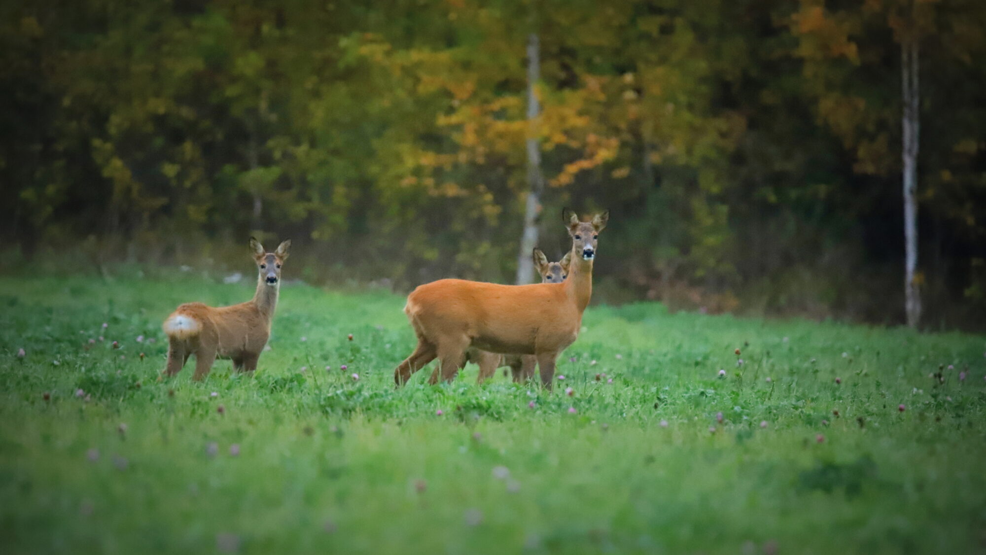 Valokuvaaja: sirpa Jyske