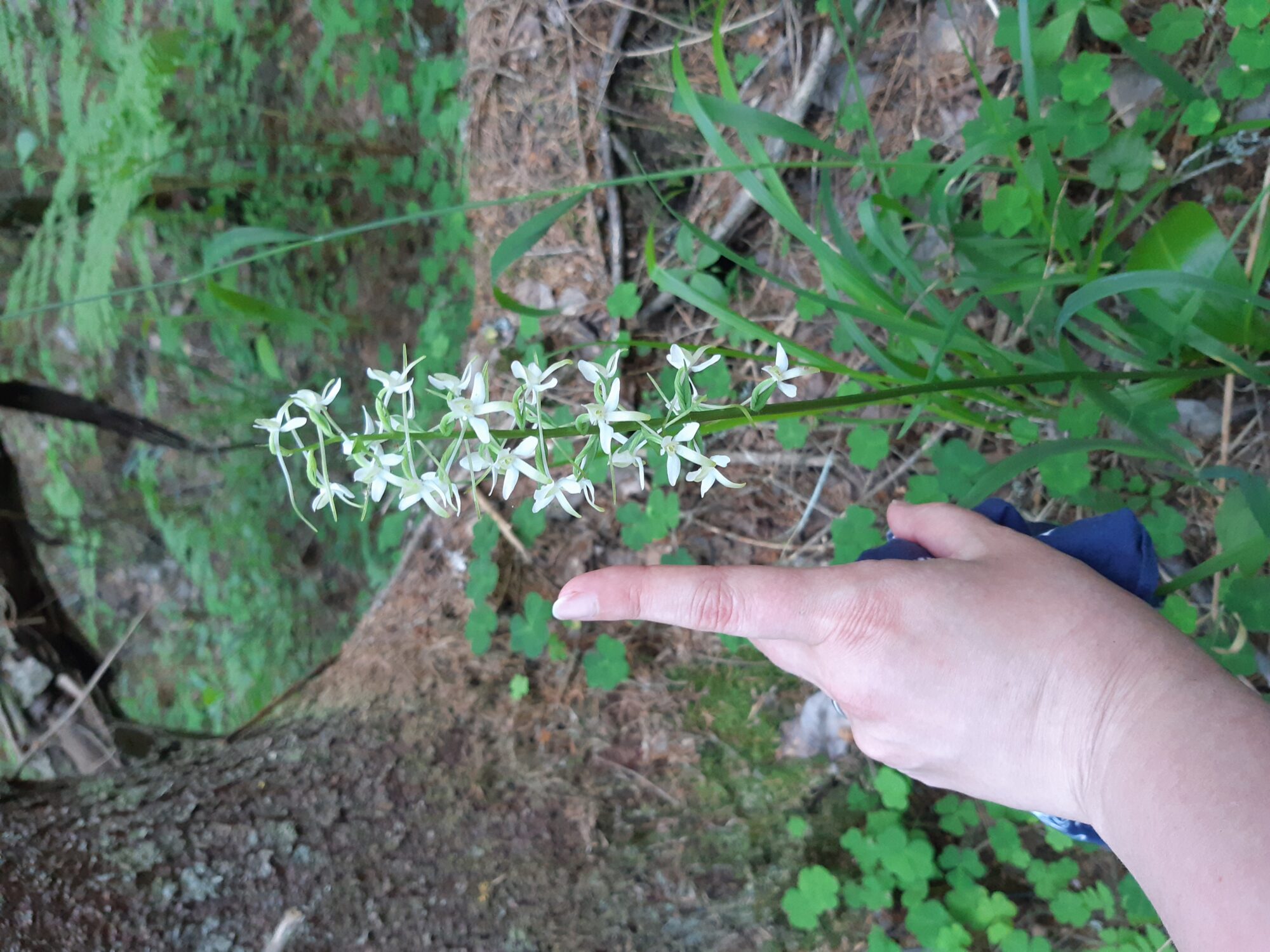 Valokuvaaja: Tanja Vesterinen-Pohjosaho