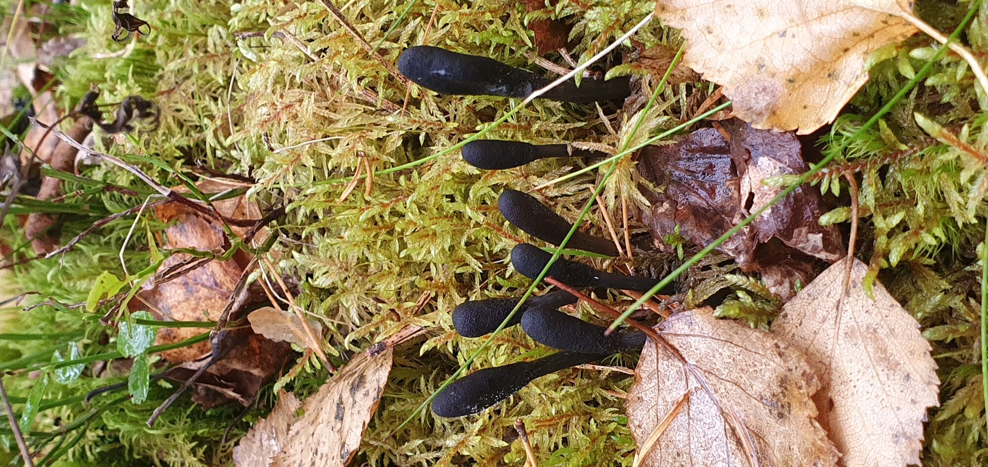 Valokuvaaja: Anne Tolonen
