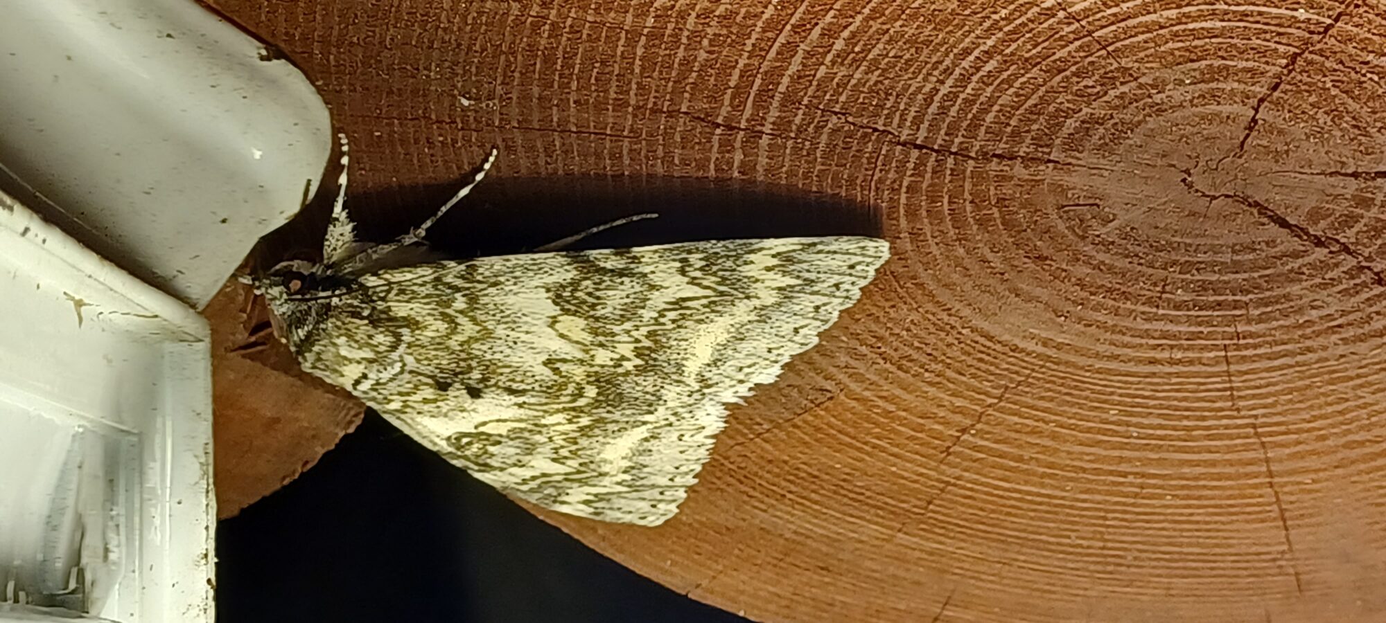 Valokuvaaja: Kyllikki Duarte