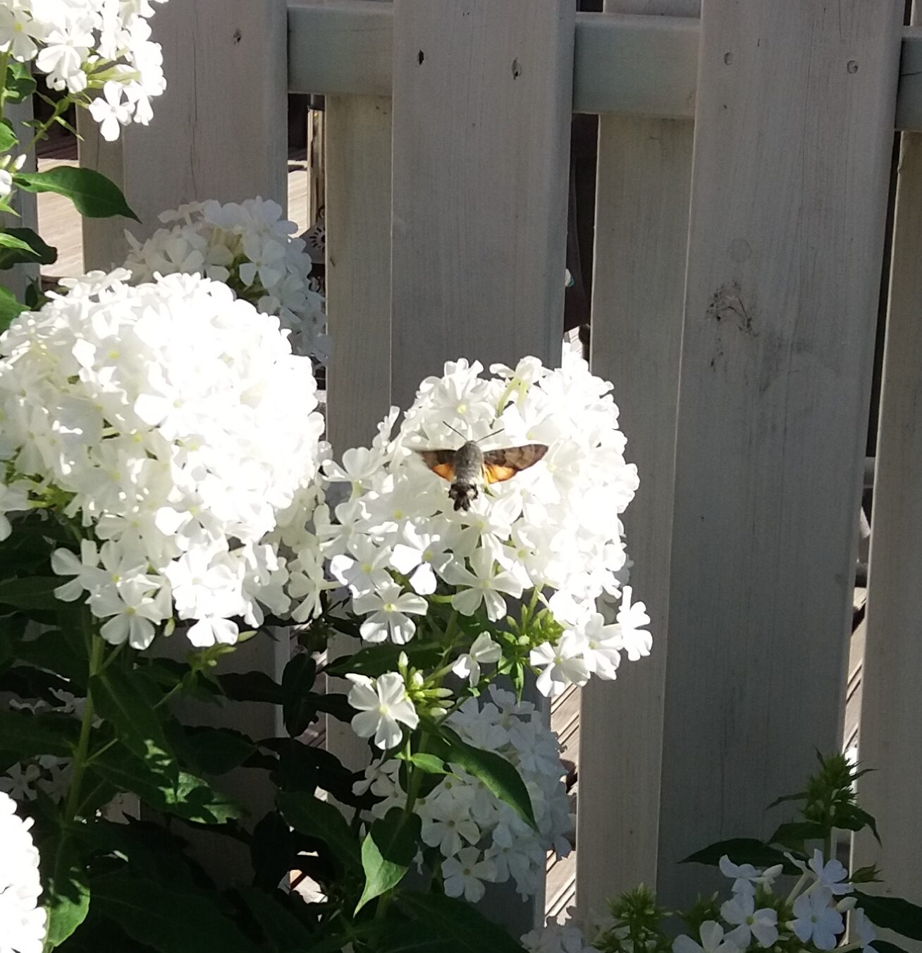 Valokuvaaja: Eija Pohjalainen