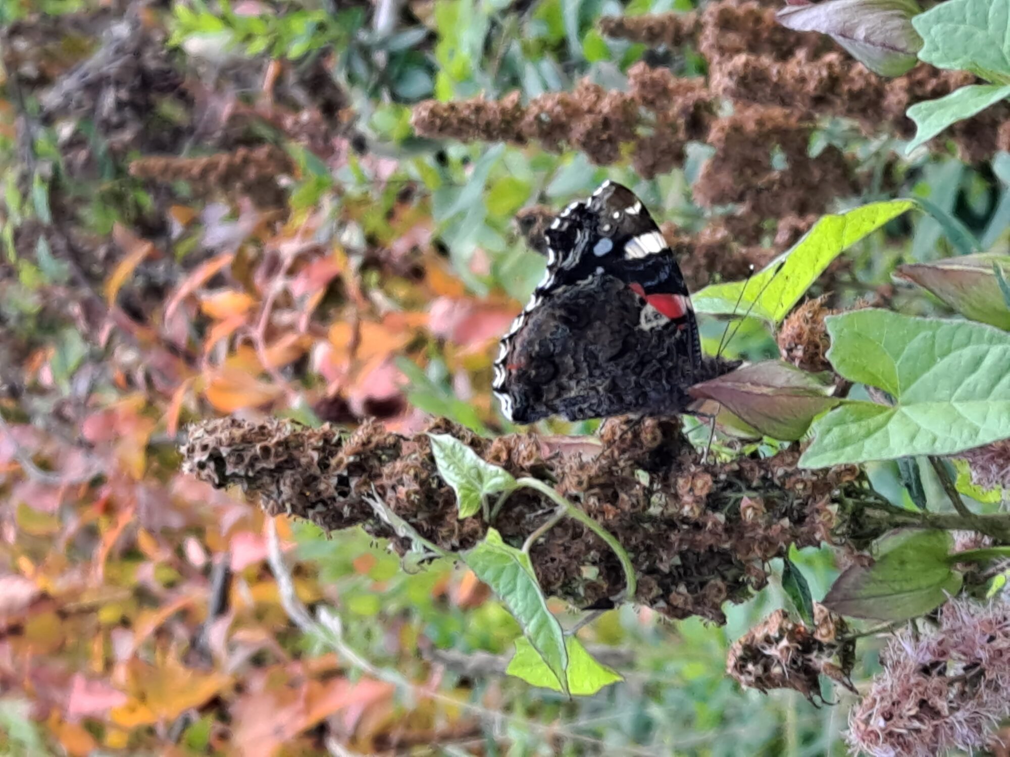 Valokuvaaja: Satu Suuntala