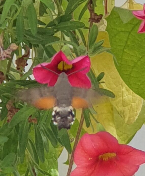 Valokuvaaja: Virpi Tynkkynen