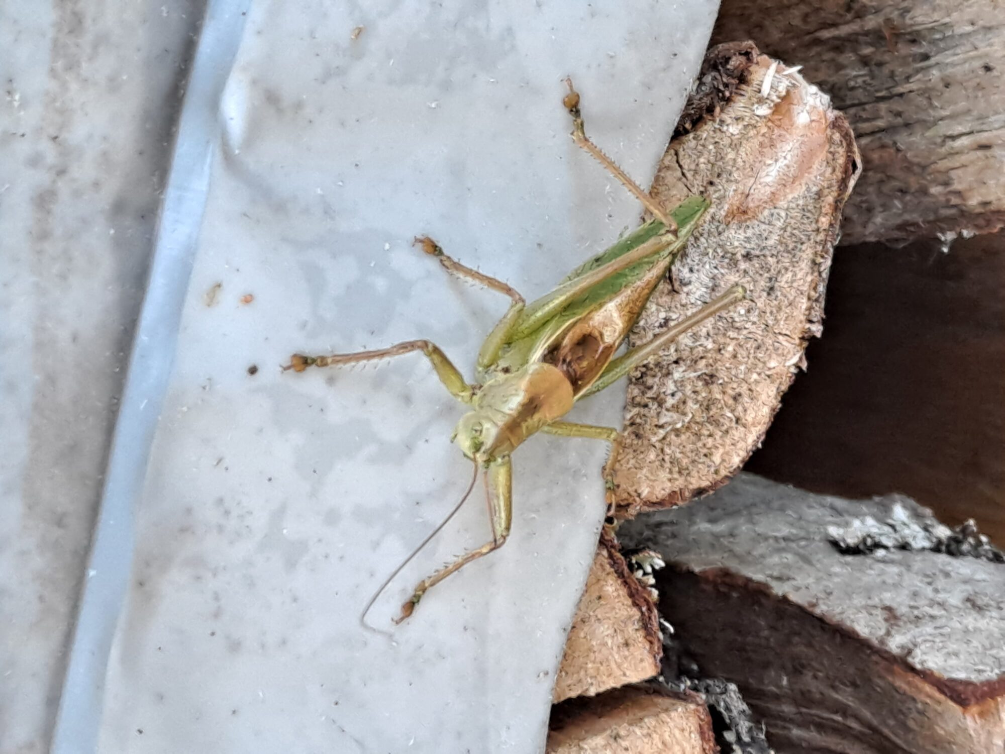 Valokuvaaja: Satu Suuntala