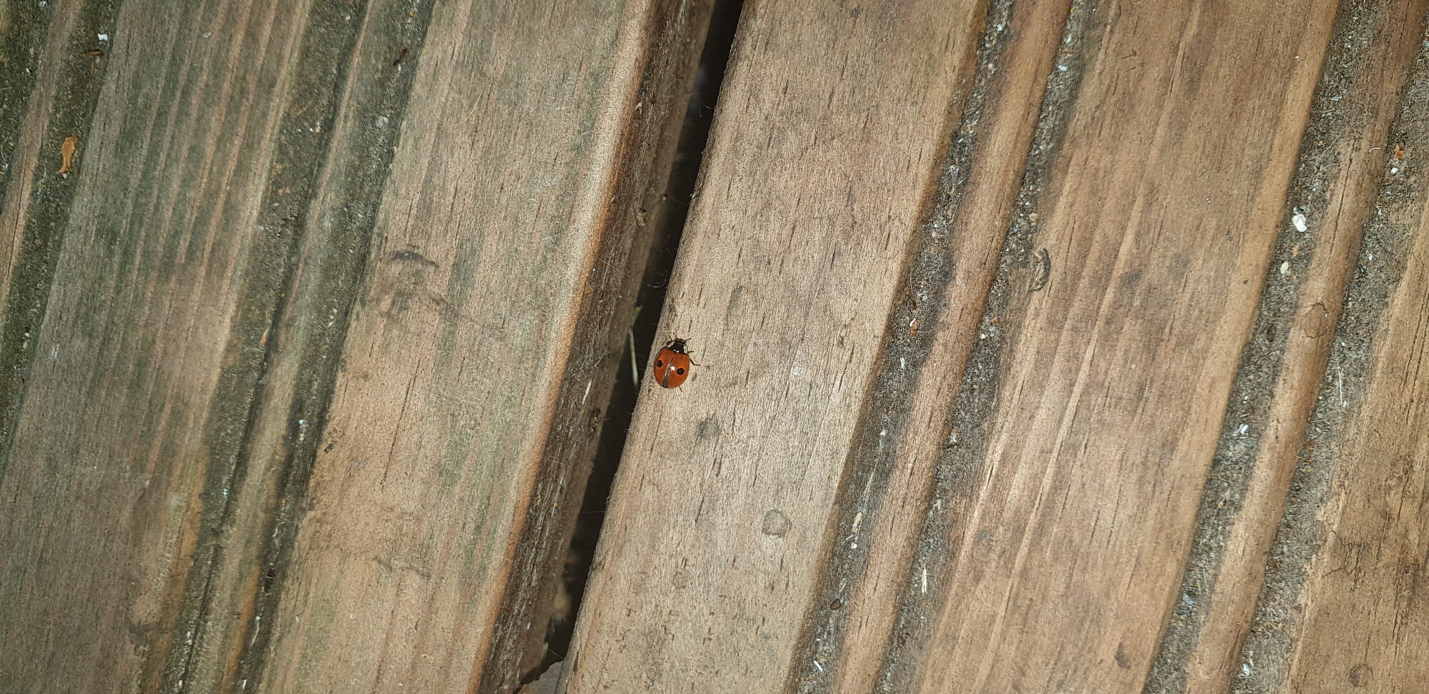 Valokuvaaja: Jarno Käpylä